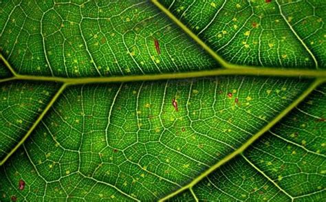 Answer the following question1. why do leaves look green 2. how do ...