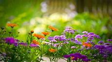 Home Screen Wallpaper Flower Images by Screen Wallpapers Desktop 58 Images Home Screen Wallpaper Flower Images