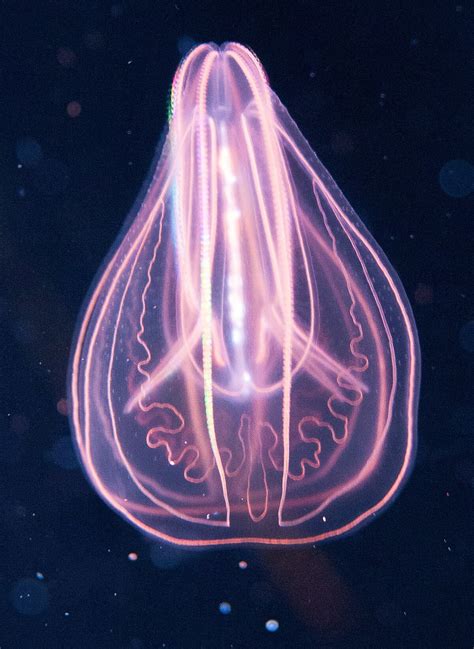 Examples Of Ctenophora