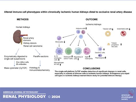 Altered immune cell phenotypes within chronically ischemic human ...