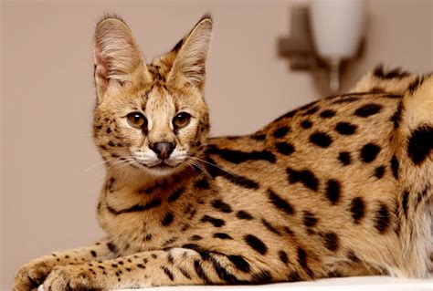 Serval Cat House Pet at Kristopher Bayly blog