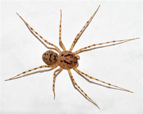 Phylum Arthropoda Spider