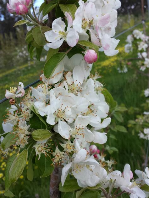 Fuji Apple Tree Bloom Getting To Know Your Apple Blossom – Grow