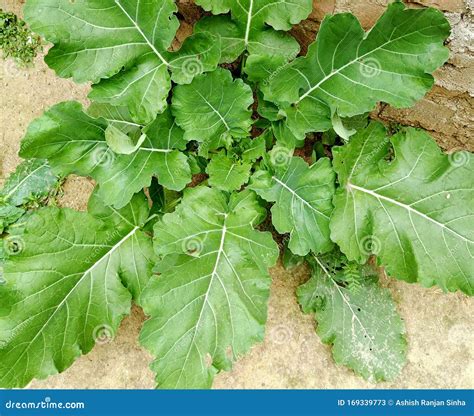 Growing Mustard Greens - How To Grow Florida Broad Leaf Indian Mustard ...