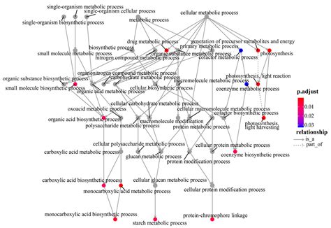 Dissecting the Regulatory Network of Leaf Premature Senescence in Maize ...
