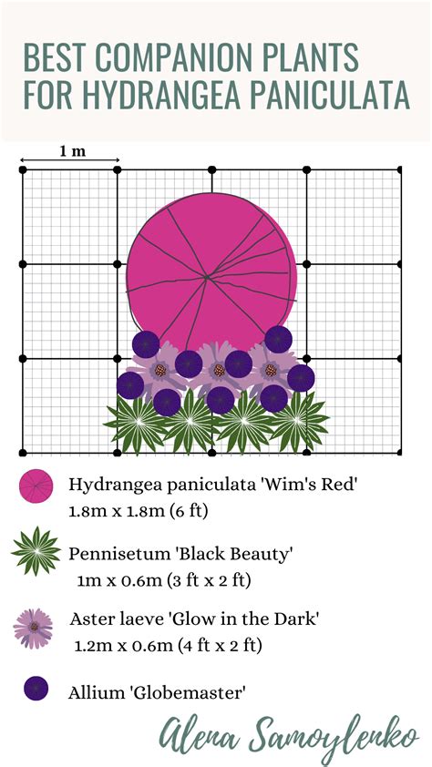 Planting Schemes for Hydrangea Paniculata