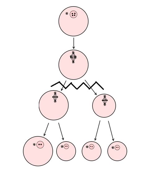 Image result for Oogenesis Animation