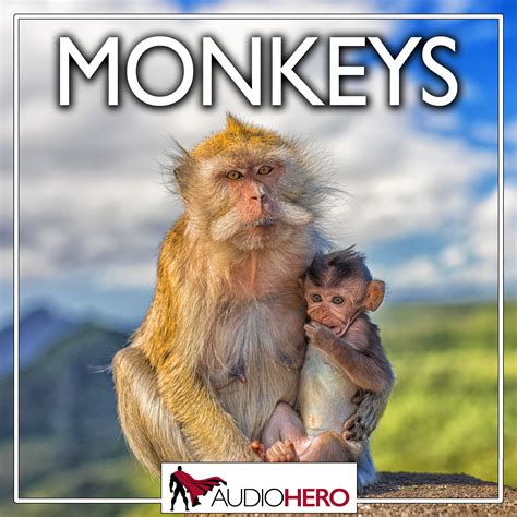 Monkeys | Monkey Sound Effects Library | asoundeffect.com