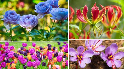 10 Most Rarest Flower In The World