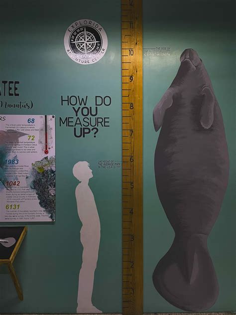 Swimming With Manatees In Crystal River: What You Need To Know