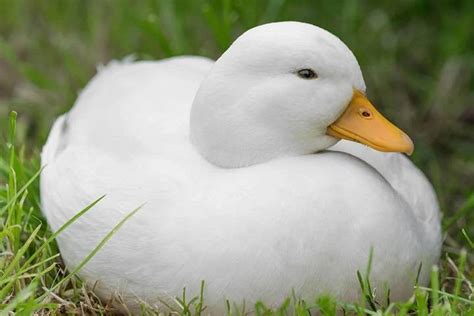 Image result for Duck Number Code in Python Using Count