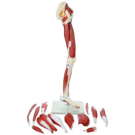 Buy N A Scientific Leg Muscle Model, Lower Extremity Neurovascular ...
