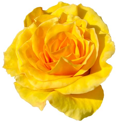Orange Yellow Rose Flowers 24190501 PNG