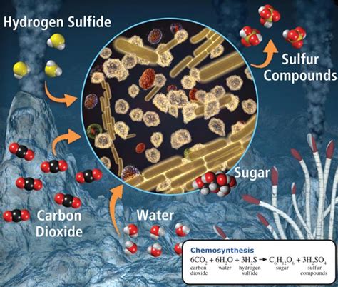 Image result for Chemosynthesis Examples