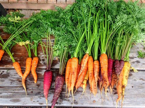 Growing Carrots in a Home Garden | University of Maryland Extension