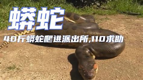 40斤蟒蛇爬进派出所，110求助-动物视频-搜狐视频