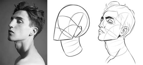 Image result for Face Structure Drawing