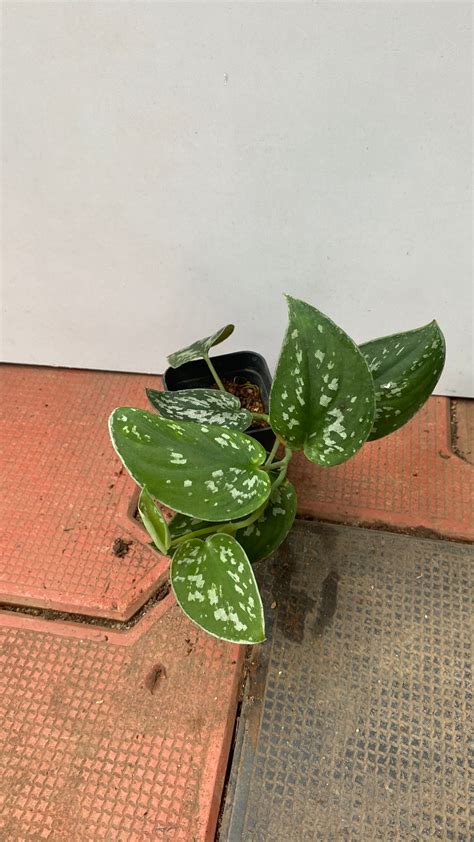 Scindapsus Argyreaus: Buy Plant Online In India – Growcerys