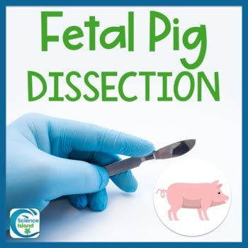 Image result for Fetal Pig Dissection Lab
