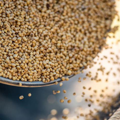 What Is Jowar Atta? - Benefits, Nutrition Facts, Composition, Recipes