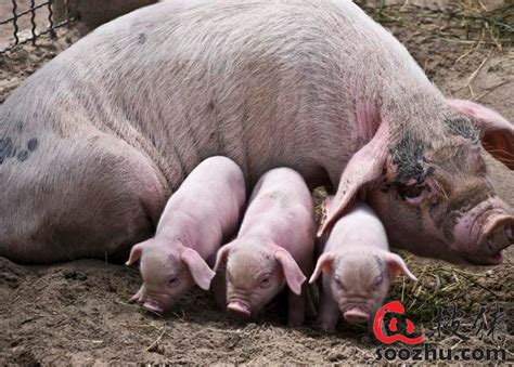 母猪的产后护理 - 知乎