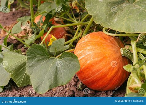 Pumpkin Growing in the Vegetable Garden. Growing Pumpkins. Pumpkin ...