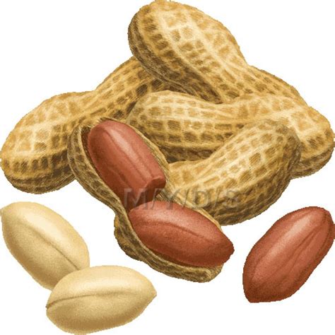 Peanuts clipart, Peanuts Transparent FREE for download on ...