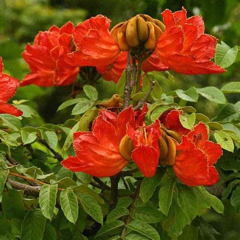 Buy Tree and Forestry Seeds online from Nurserylive at lowest price.