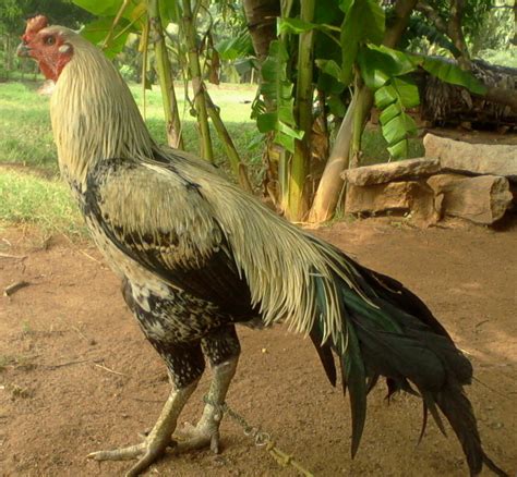 Asil (chicken) - JungleKey.in Image #100