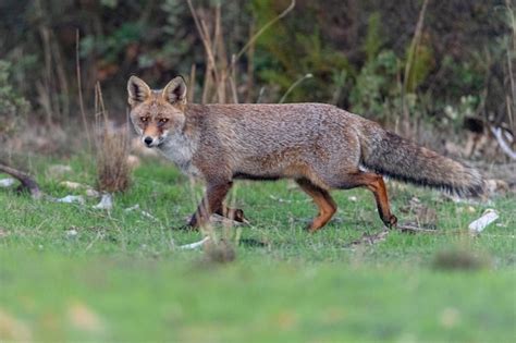 Fox Drawing for Kids 的图像结果