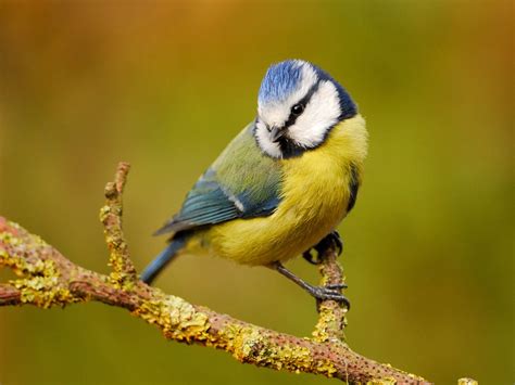 Birds and Their Sense of Smell: Can They Smell? | Birdfact