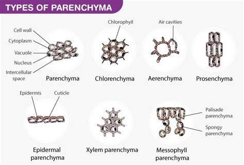 Make a report on various modifications of parenchymatous tissues ...