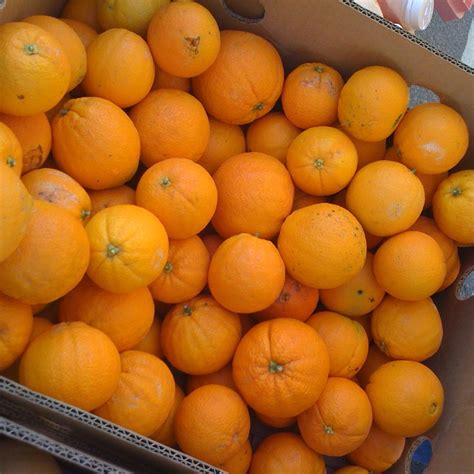 Cambria Farmers Market