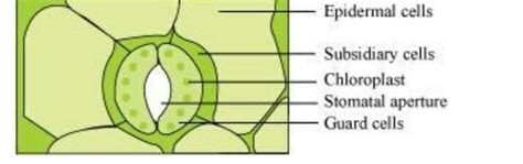 describe the structure and function of stomata with the help of neat ...