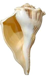 DS1 Dakshinavarti Shankh, Narayan Shankh Natural Non-Blowing Shankh for ...