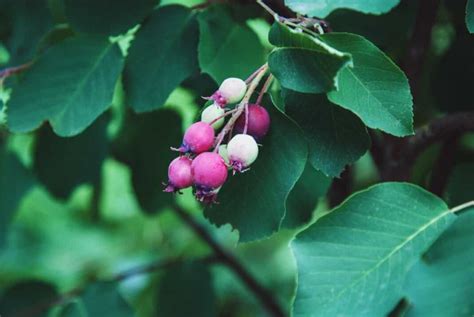 Image result for Serviceberries Tree