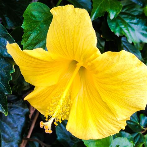 Yellow Hibiscus: Hawaii's Official State Flower