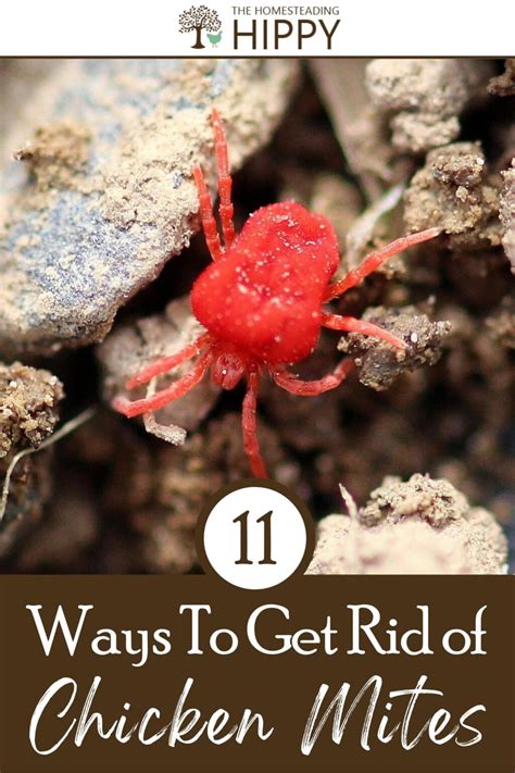 11 Ways To Get Rid of Chicken Mites Fast and Easy