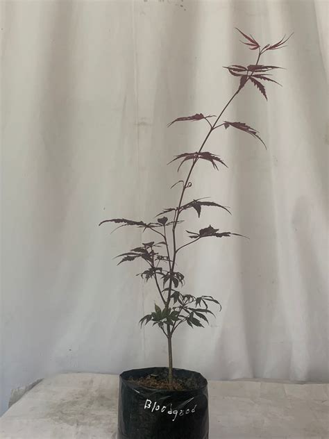 Maple — Mainaam Garden