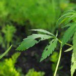 Futtermittel Hanf - Nutzhanf für verschiedene Anwendungen - Hanf Magazin