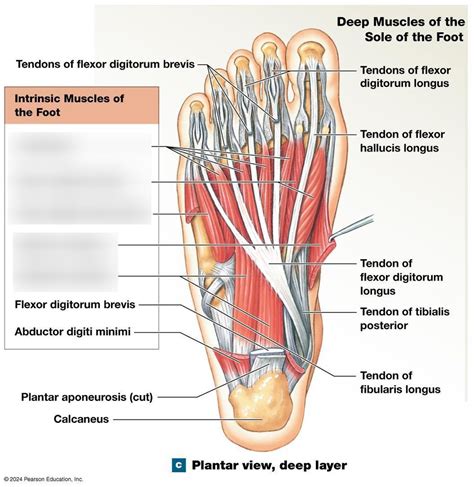Foot Diagram 的图像结果