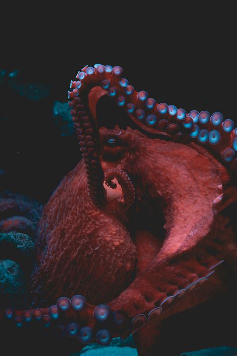 5 Fascinating Facts About Octopuses