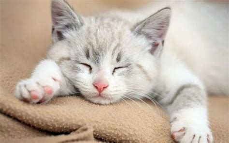 梦见猫 - 做梦梦到猫是什么意思 - 吉名屋