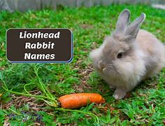 Image result for Lionhead Rabbit Breeders