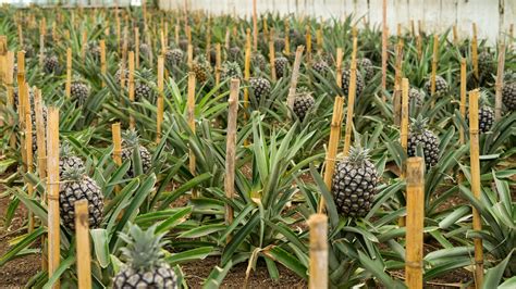 pineapple plantation · Free Stock Photo