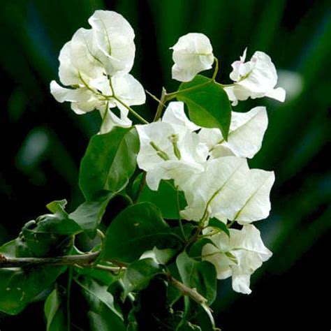 Buy Bougainvillea (White) - Plant online from Nurserylive at lowest price.