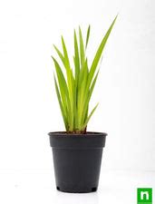Buy Acorus Calamus, Vekhand - Plant online from Nurserylive at lowest ...