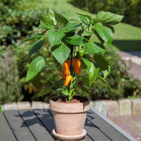Orange Bell Pepper Plant