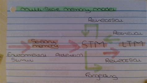 Image result for Multi-Store Memory Model OE