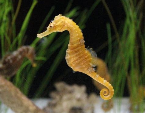 Seahorse Facts for Kids | Seahorses | Why Are Sea Horses Unique